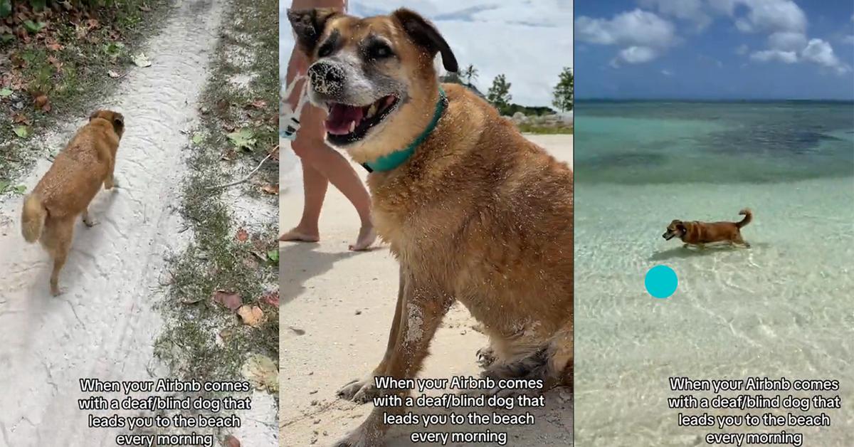 Bir Airbnb’de plaj refakatçisi olarak sağır ve kör bir köpek var