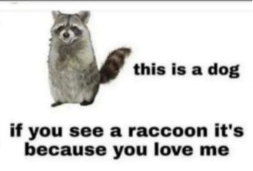 dog raccoon