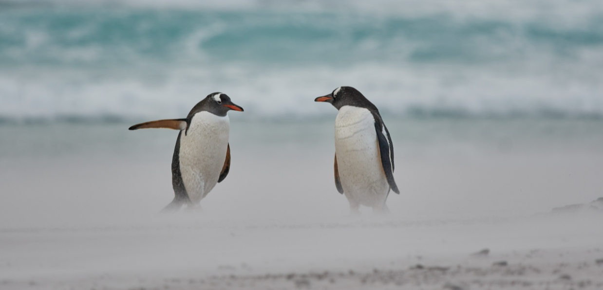 Talking Penguins