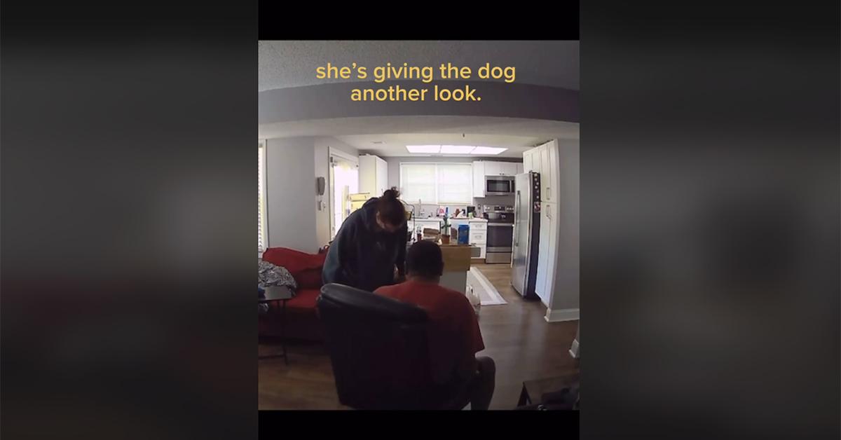 Owner picks up wrong dog from daycare TikTok