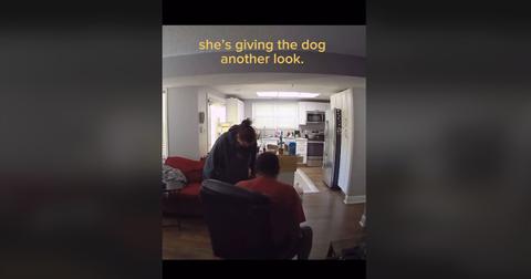 Owner picks up wrong dog from daycare TikTok