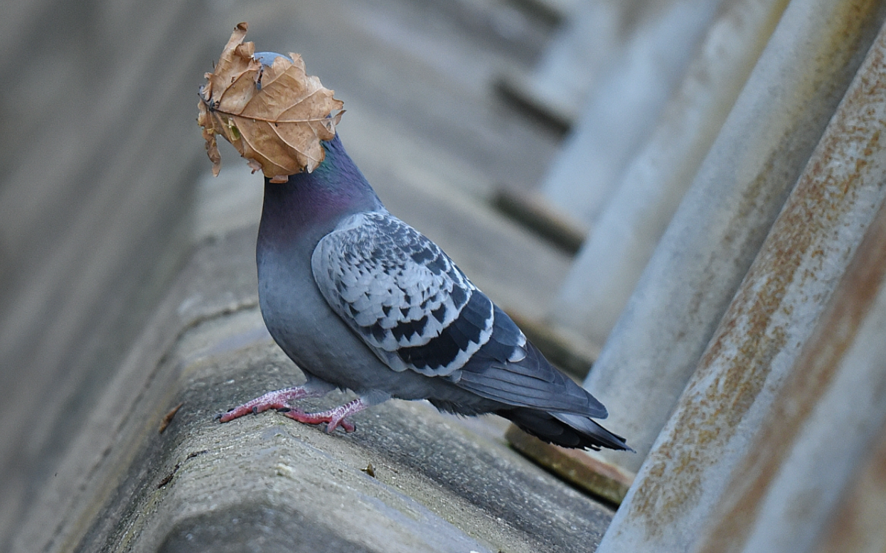 A pigeon in the wind