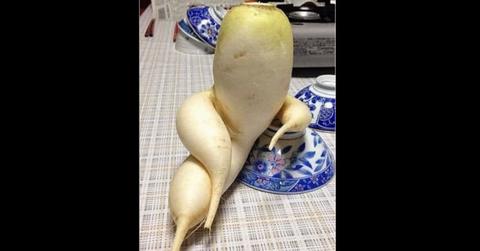 Japanese Radish