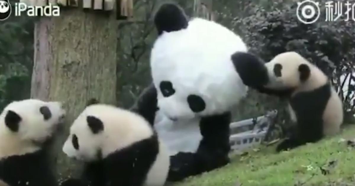 You Can Now Dress Up As a Panda Bear to Cuddle with Pandas