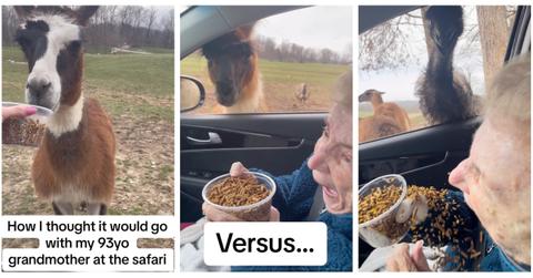 A 93 year-old grandma goes to the safari TikTok