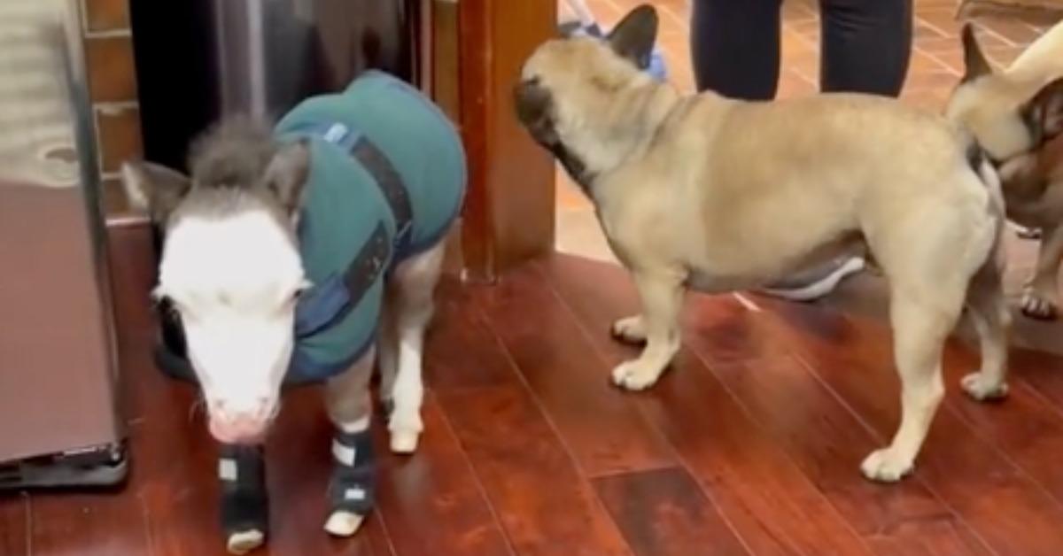 Mini Horse Abandoned By Mom Finds Home With French Bulldogs, 51% OFF