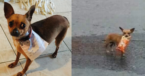 featured cheetos dog