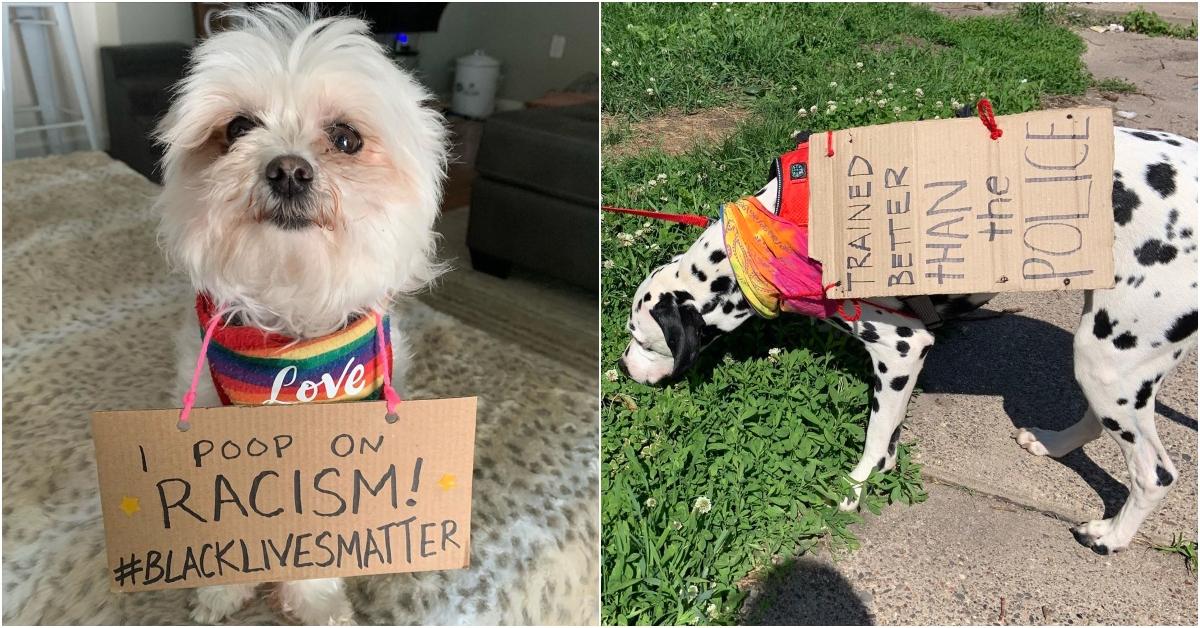 15 Dogs With Signs Protesting for Black Lives Matter