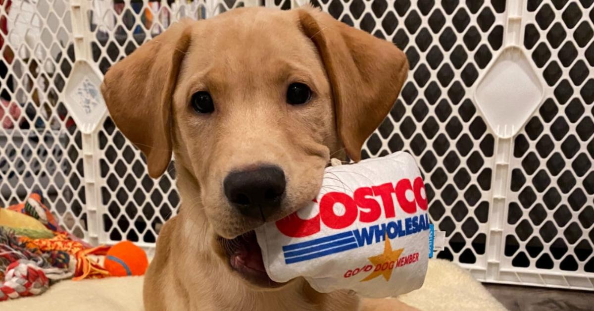 Costco puppy