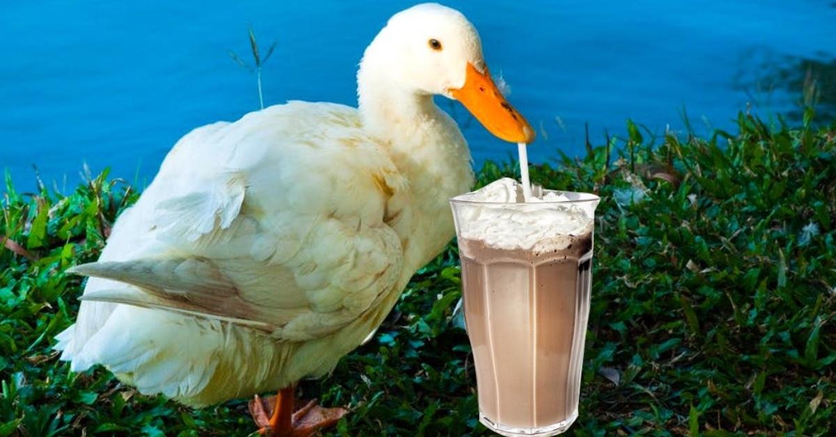 What Does Milkshake Duck Mean? The Downside of Viral Internet Fame