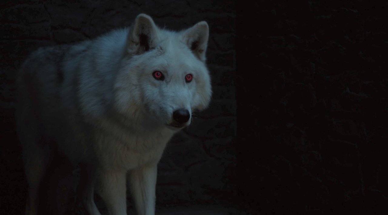 Game Of Thrones: Albino Arctic Wolf That Played Ghost Has Passed Away