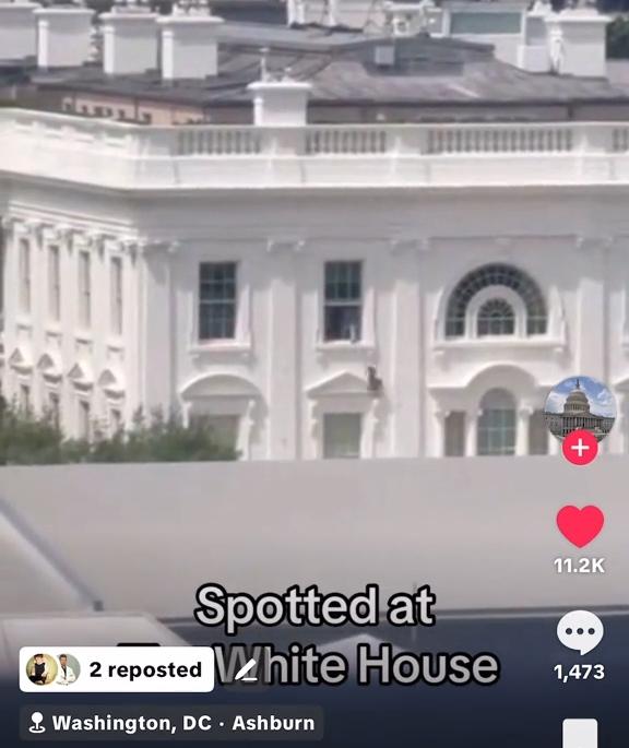 black garbage bags supposedly thrown from White House window