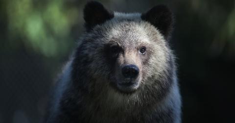 Grizzly bear at the Palm Beach Zoo.