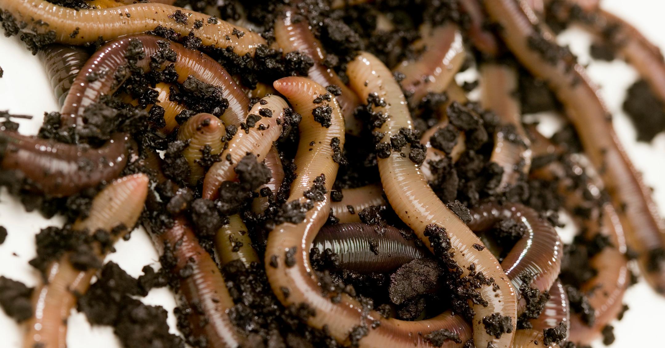 Why Do Worms Come out When It Rains? There Could Be a Lot of Reasons
