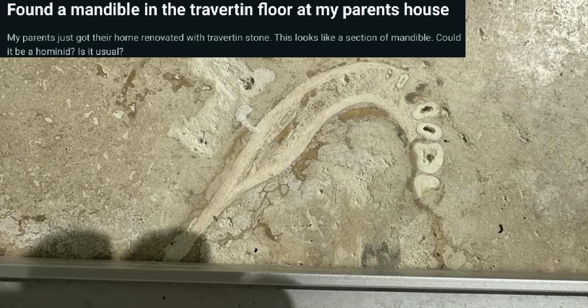 Dentist Finds 1.75 Million Year Old Human Jawbone in Tile Floor