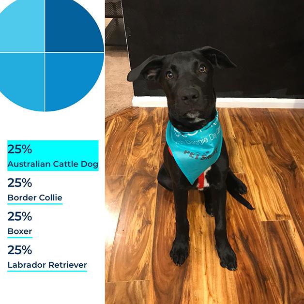 dog dna tests