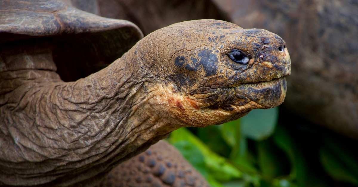 tortoise