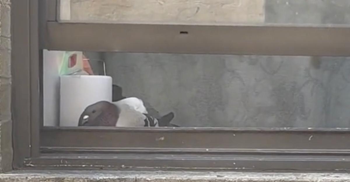 Screenshots of pigeon from @yokarleeferris's viral video about a pigeon nesting in an NYC apartment.