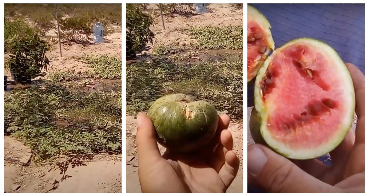 Michael Guzman picks a tiny watermelon grown on at Rebuilding Atlantis