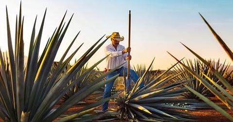 experiencias-jose-cuervo-express_jun2018-campos-de-agave-1550065352859-1550065354564.jpg
