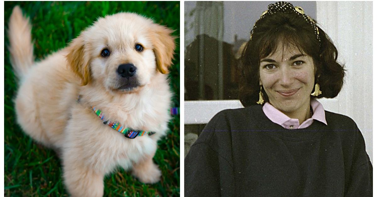 (L-R): Puppy; Ghislaine Maxwell
