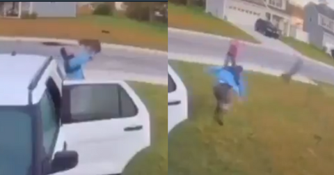 Bobcat attack on TikTok