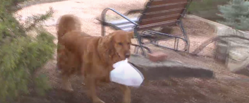 dog delivers groceries