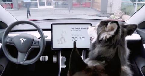 Tesla Dog Mode e