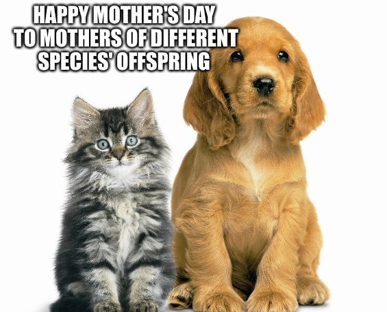 happy dog mom day meme