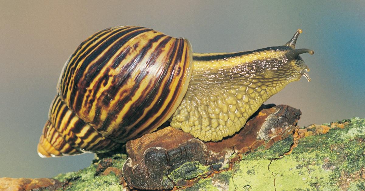 Snail on tree branch