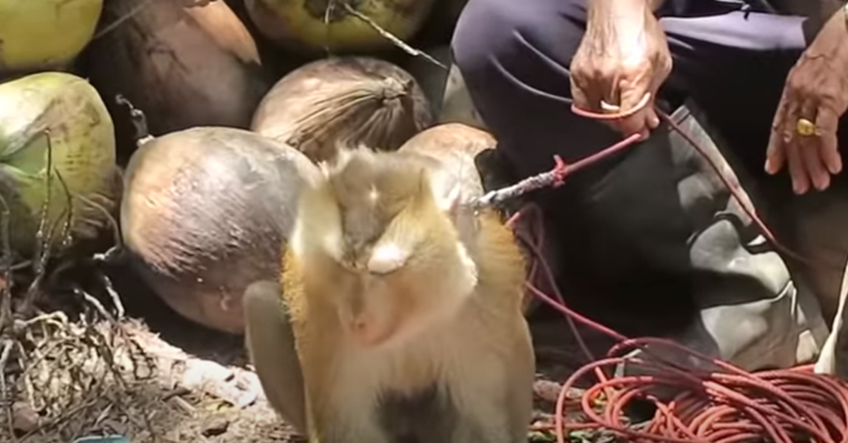 A Coconut Water Brand Is Using Monkey Labor to Bring You Electrolytes