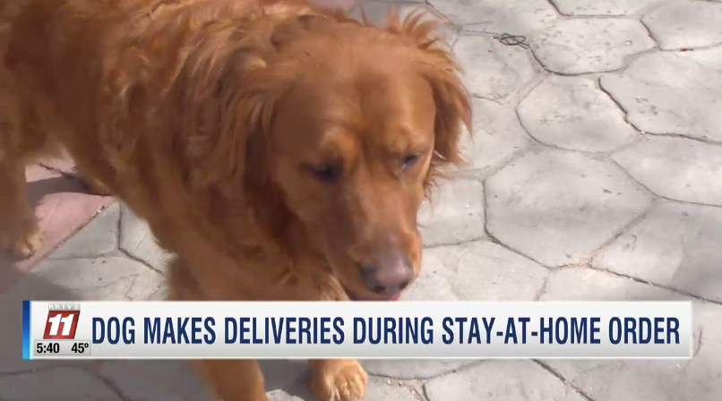 dog delivers groceries