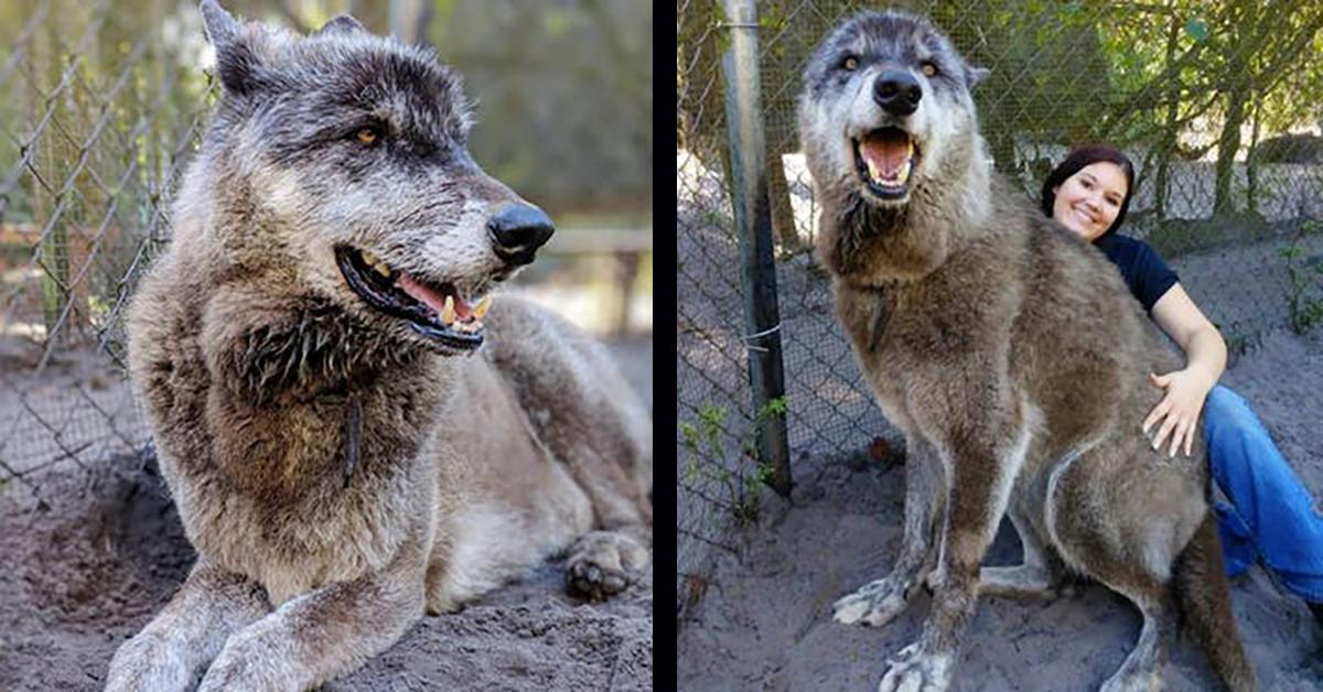 Giant Russian Wolf Dog