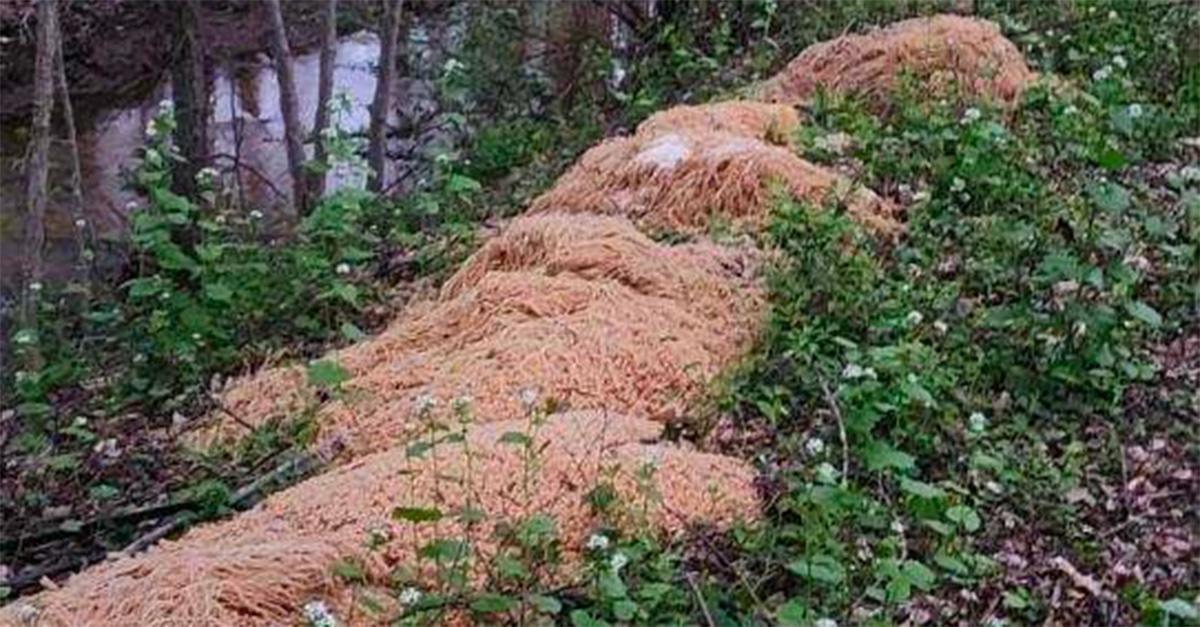 Mounds of pasta in the woods near a creek in New Jersey.