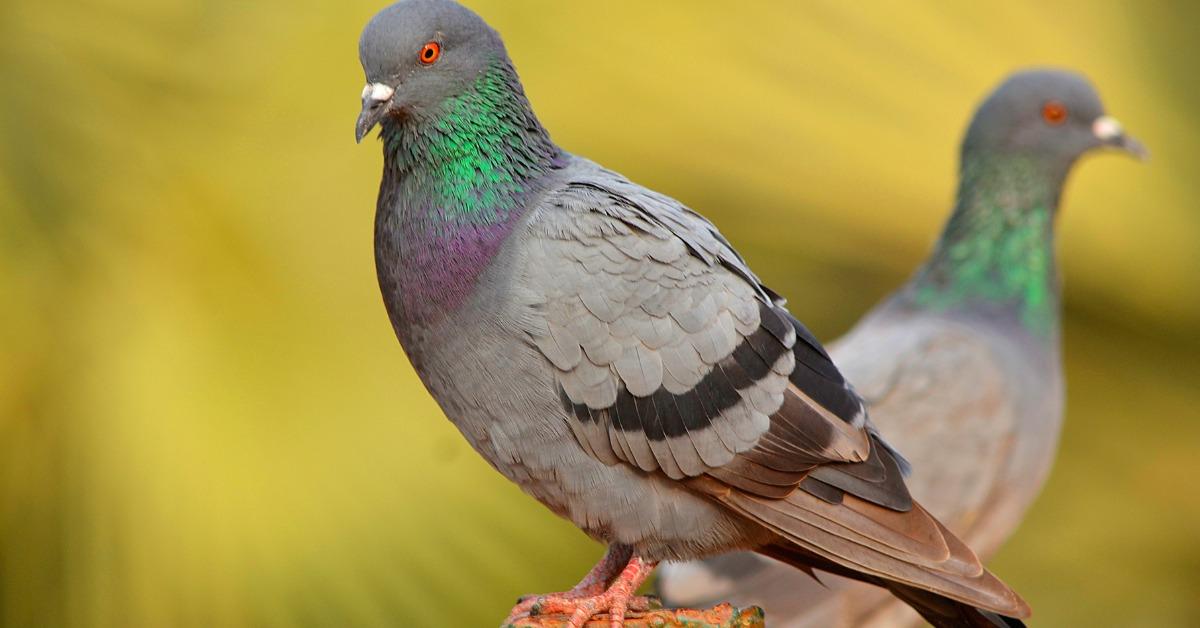 rock pigeon picture id