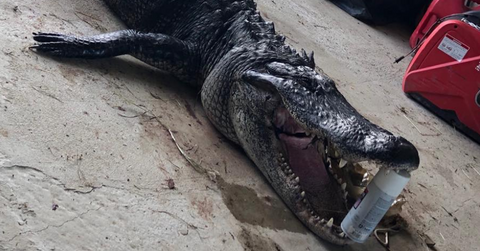 what do swamp people do with the alligators