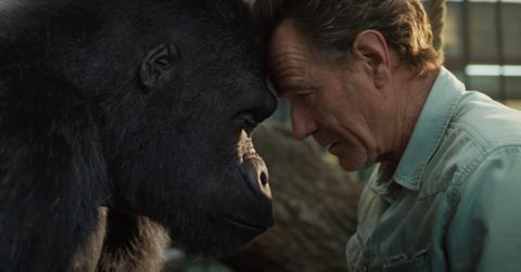 the one and only ivan true story