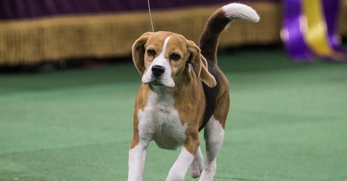 Miss P, a 15 inch beagle from the hound group, is shown by William Alexander before winning the Best in Show award of the Westminster Kennel Club dog show on February 17, 2015 in New York City.