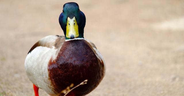 What Does Lame Duck Mean In Politics 