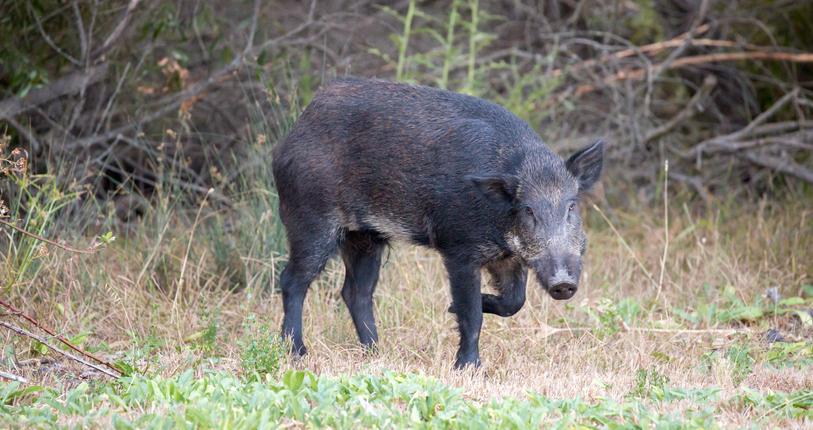 feral hog