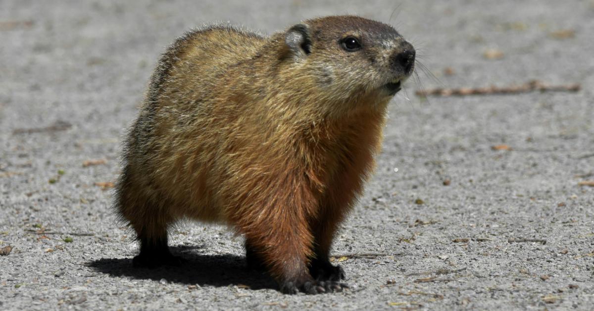 What Does Punxsutawney Phil Do the Rest of the Year?