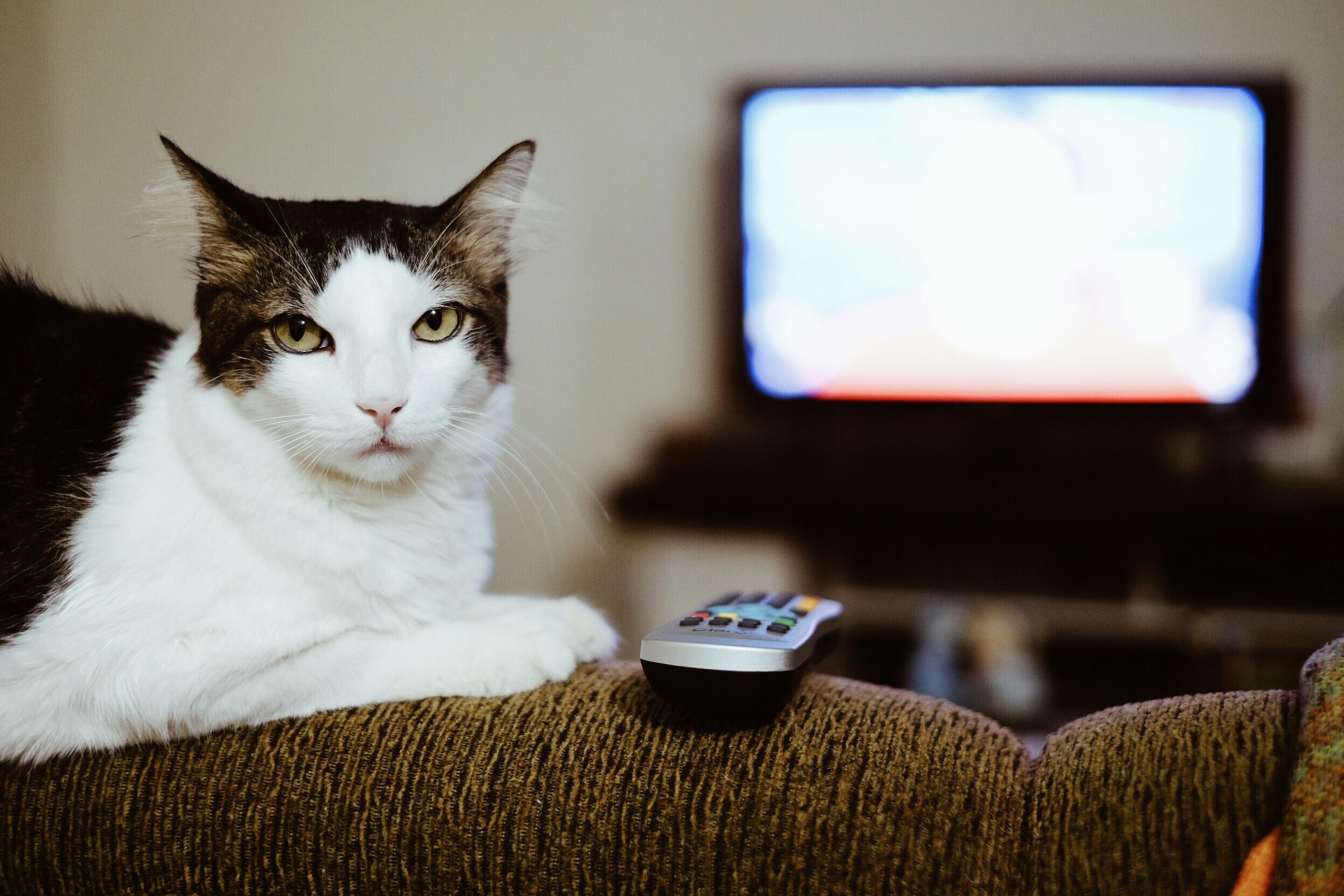 A cat sitting on the back of a couch next to a remote and a TV