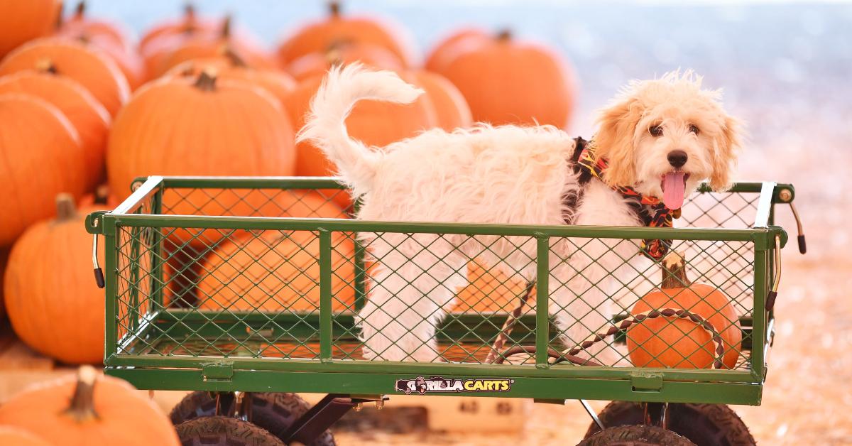 A puppy at a pumpkin patch.