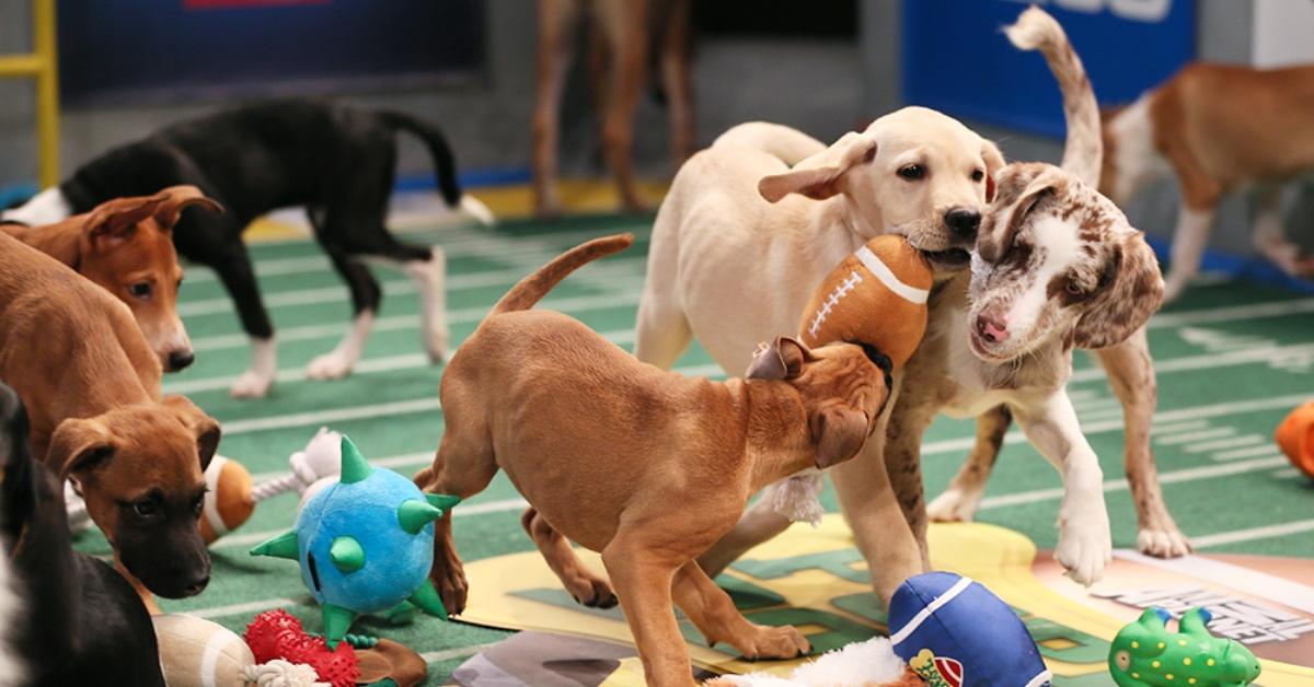 can you adopt puppies from the puppy bowl