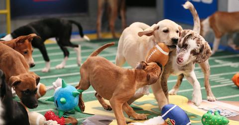 Puppy Bowl XVIII
