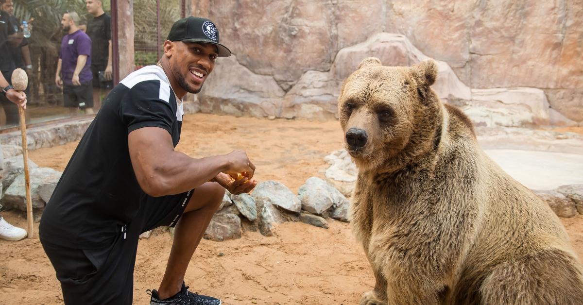 Anthony Joshua poses with a bear
