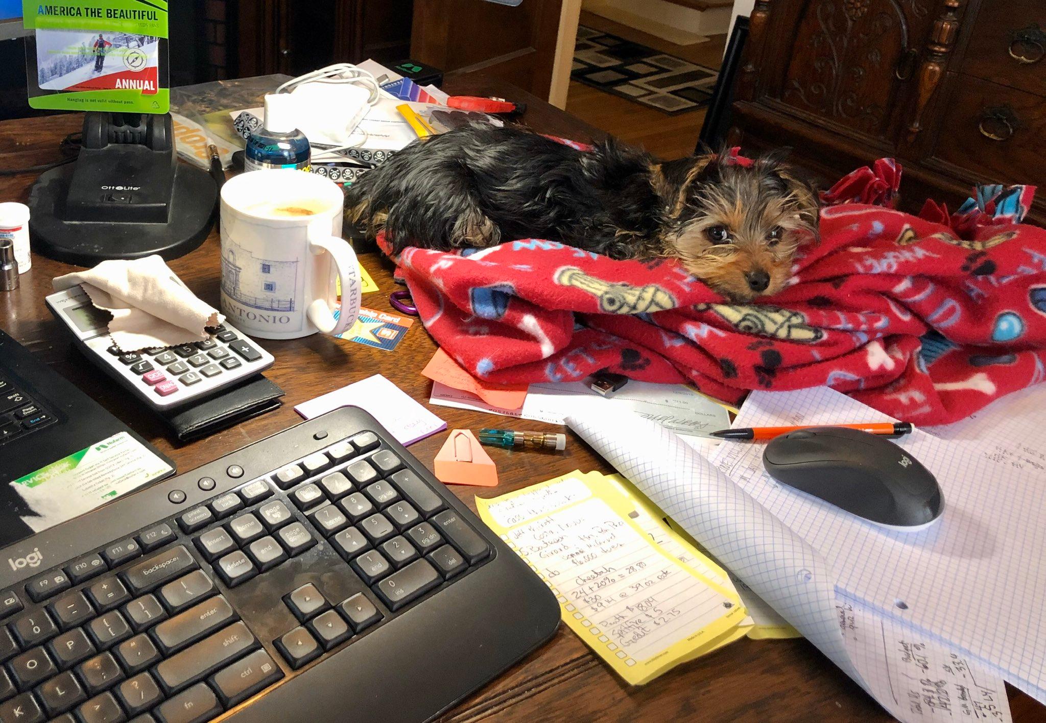 wfh pets