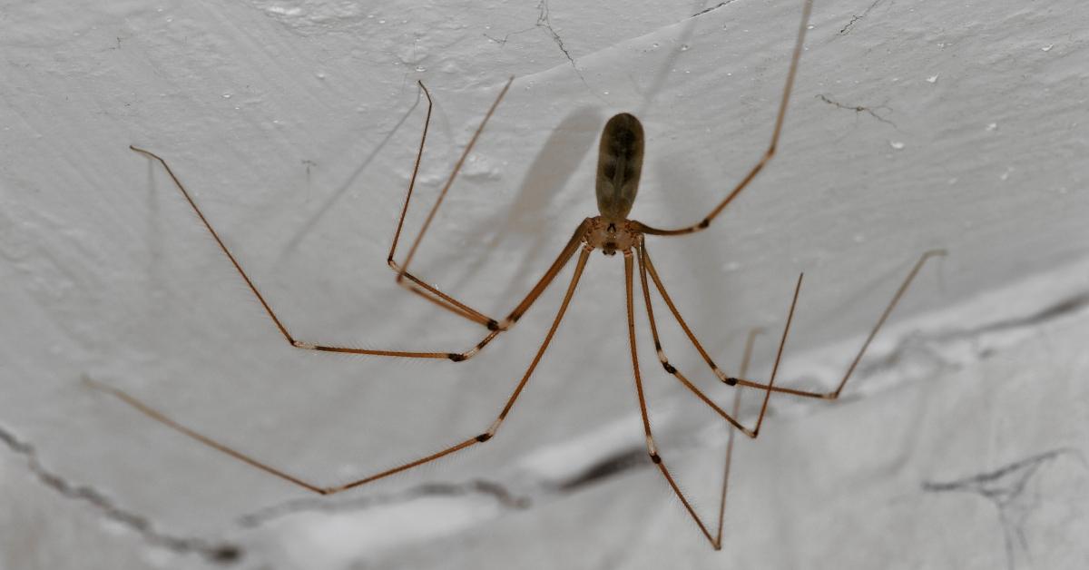 A daddy long legs spider in a cellar