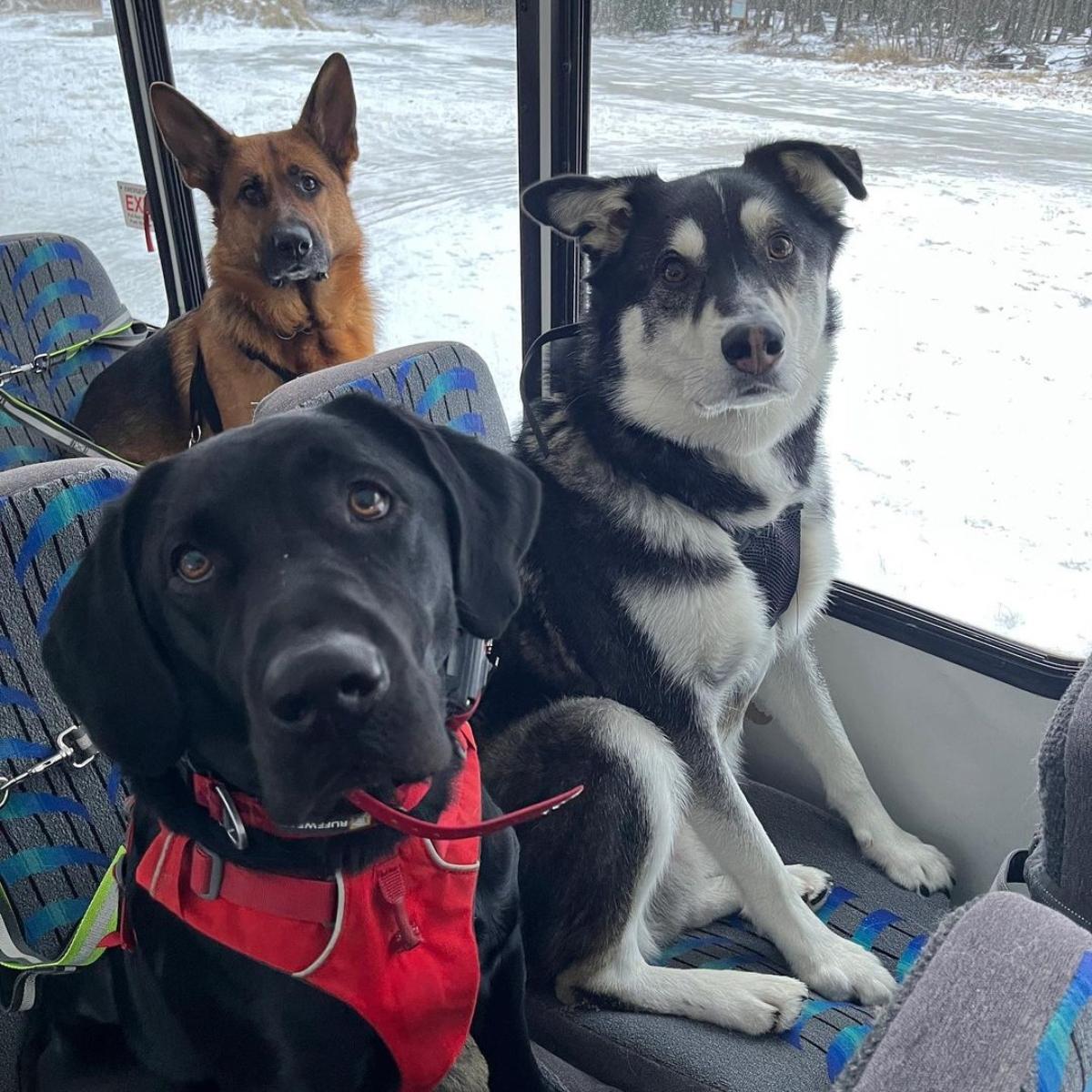 Mo Mountains Mutts dog bus