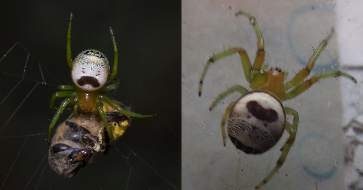 Kidney Garden spider